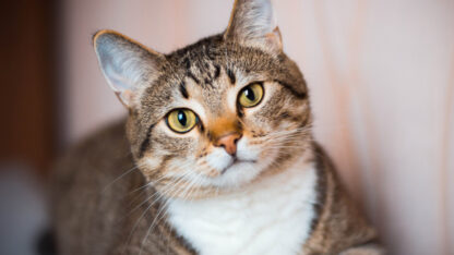 Los gatos llegaron a Europa gracias a los romanos