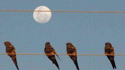 Etiquetas: CIENCIA, loros barranqueros, puerto madryn