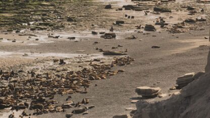 Río Negro realiza censos de lobos marinos en áreas protegidas costeras