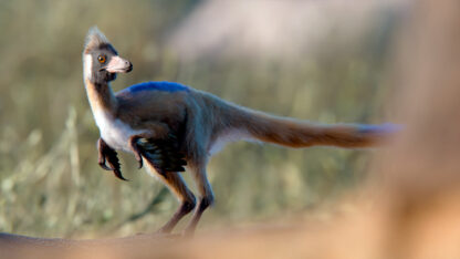 arqeuologia, CIENCIA, CONICET, fosil, Patagonia