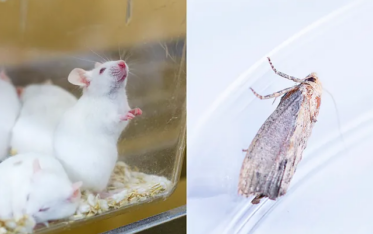 Las polillas amenazan con ‘jubilar’ a los ratones en los laboratorios