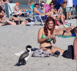 ¿Qué hacer si encontramos un cormorán juvenil en la playa?