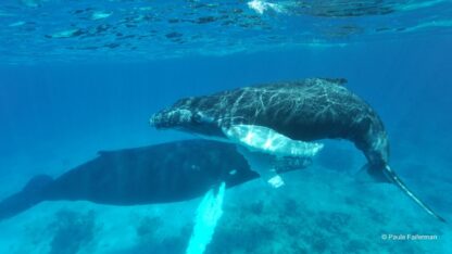 ballenas, icb, medioambiente