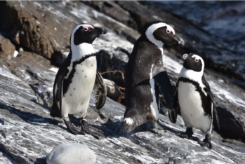África, crisis, medioambiente, pingüinos