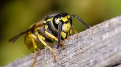 Bariloche, chaquetas amarillas, Patagonia