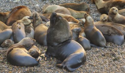 La caza comercial cambió el mapa de los lobos marinos