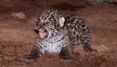 Etiquetas: Chaco, el impenetrable, medioambiente, yaguarete