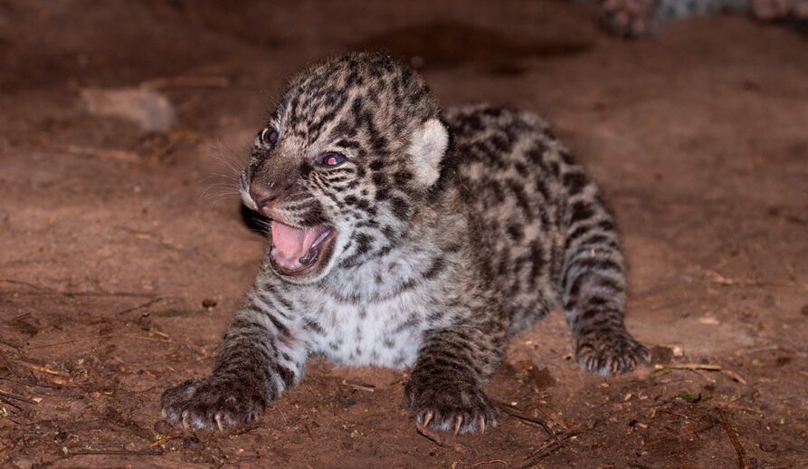 Chaco, el impenetrable, medioambiente, yaguarete