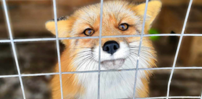 granja de pieles, medioambiente