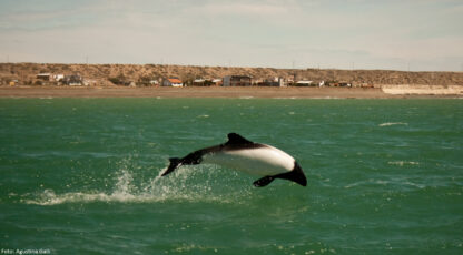 En Chubut ya estamos 3 x 2