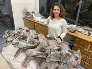 Un poblador rural encontró un nuevo dinosaurio herbívoro en la meseta chubutense