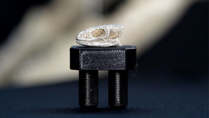 La última lagartija americana de antes del meteorito