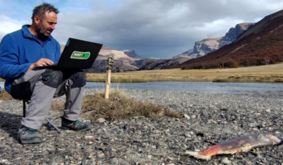 Develan cómo el salmón Chinook está transformando la dieta de la fauna patagónica