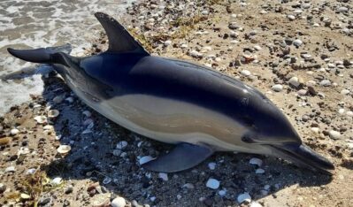 Las orcas serían responsables de los varamientos de delfines