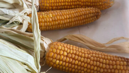 Santa Cruz impulsa el maíz como nueva oportunidad productiva en el campo