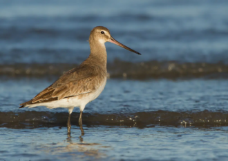 Chile impulsa acciones para conservar a las aves playeras migratorias en peligro