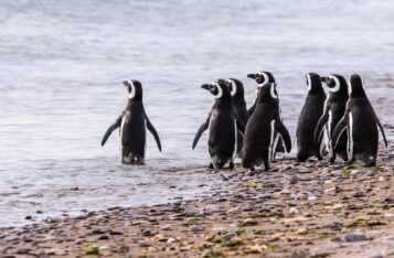 La comunidad digital se sumó al seguimiento de pingüinos