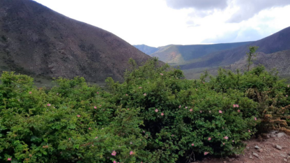 Las alturas detienen el avance de las especies invasoras