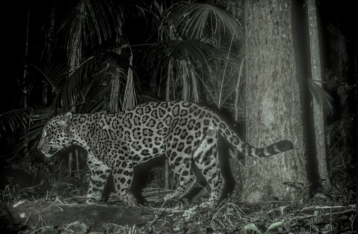 Inician nuevo monitoreo binacional de yaguaretés con más de 250 cámaras trampa