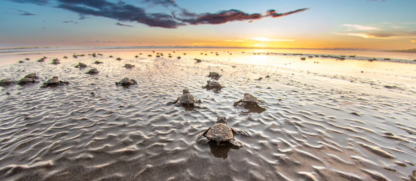 Durante 2025, Panamá liberó más de 340 mil tortugas