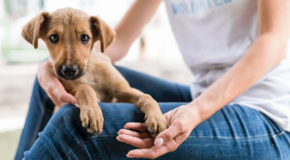 Lanzaron una plataforma para la adopción de mascotas