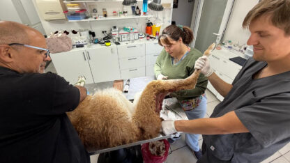 Ataque de perros a guanacos en rehabilitación en el Centro de Rescate REFAUNAR