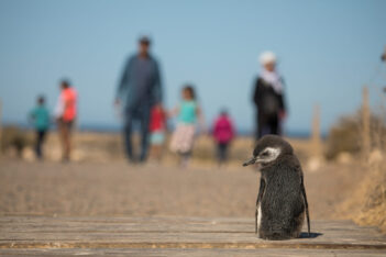 En Puerto Madryn se celebra el Día Mundial del Pingüino