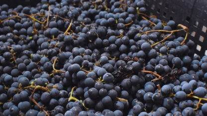 El Cabernet Franc se posiciona al frente de la producción vitivinícola de Chubut