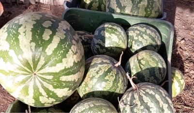 Brindarán una charla sobre la producción y cultivo del citrón