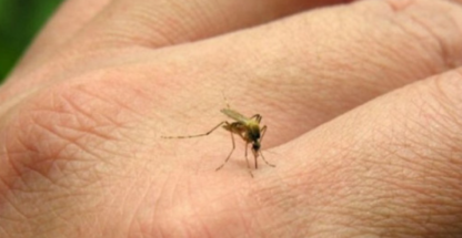 Alerta por el aumento de casos de chikungunya en Argentina