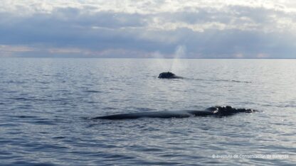 Llegan las primeras ballenas francas a Península Valdés y anticipan una nueva temporada