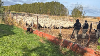 Recuperan animales robados tras allanamientos en chacras del VIRCh