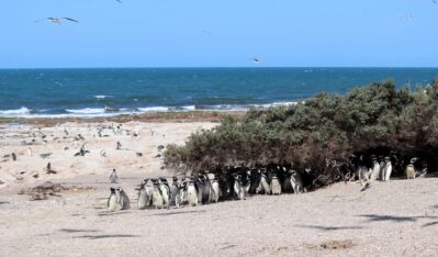 Estudio del Cenpat confirma la recuperación de los pingüinos en las costas argentinas