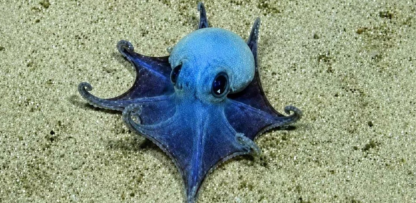 Descubren un diminuto pulpo azul en las islas Galápagos