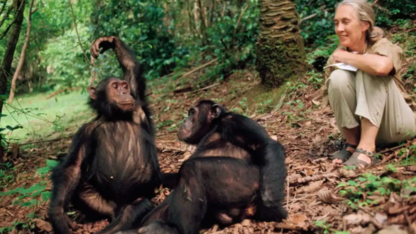 España prohíbe experimentar con primates y usarlos en espectáculos comerciales