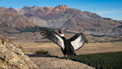 Liberan a un cóndor en Esquel