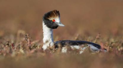 Después de 10 años, el macá tobiano vuelve a nidificar en el Parque Nacional Patagonia