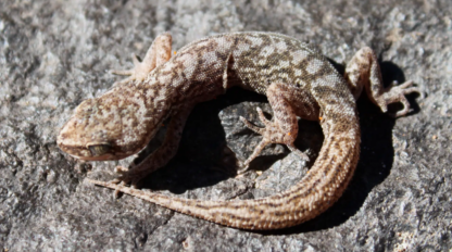Descubren en los Andes una nueva especie de gecko