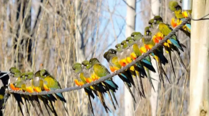 ¿Por qué hay cada vez más loros barranqueros en Puerto Madryn?
