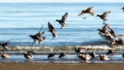 En Puerto Madryn se celebrará el Día de las Aves Migratorias