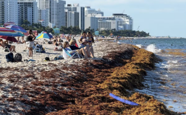 Miami podría perder miles de millones de dólares por el sargazo a sus playas