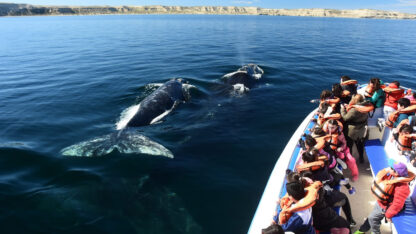 Chubut regulariza el servicio de avistaje de ballenas