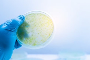 Estudiantes de Chile crean una biotecnología para recuperar litio mediante microalgas