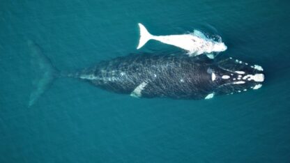 “Siguiendo Ballenas” registró el cuarto recorrido completo de una ballena franca austral