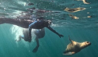 El Cenpat demostró que el snorkel con lobos en Madryn es ecológico y sustentable