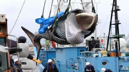 Islandia reanuda la caza de ballenas tras dos años en pausa