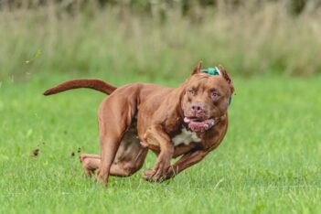 Para tener un perro, habrá que sacar un seguro contra terceros