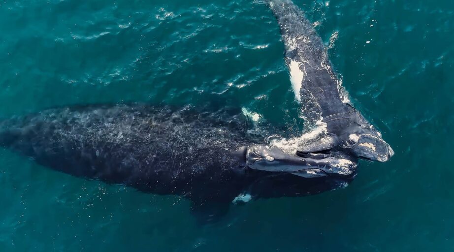 Chubut transmitirá durante 4 días la llegada de las ballenas