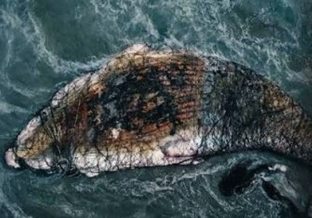 Investigación por ballena jorobada muerta en redes de pesca en Antofagasta