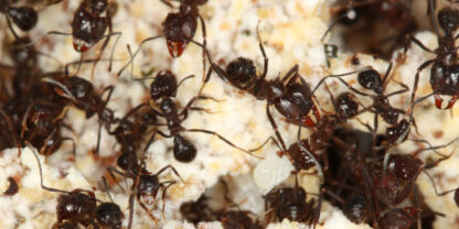 Cómo hicieron las hormigas para transformarse en la pesadilla de todos los jardines